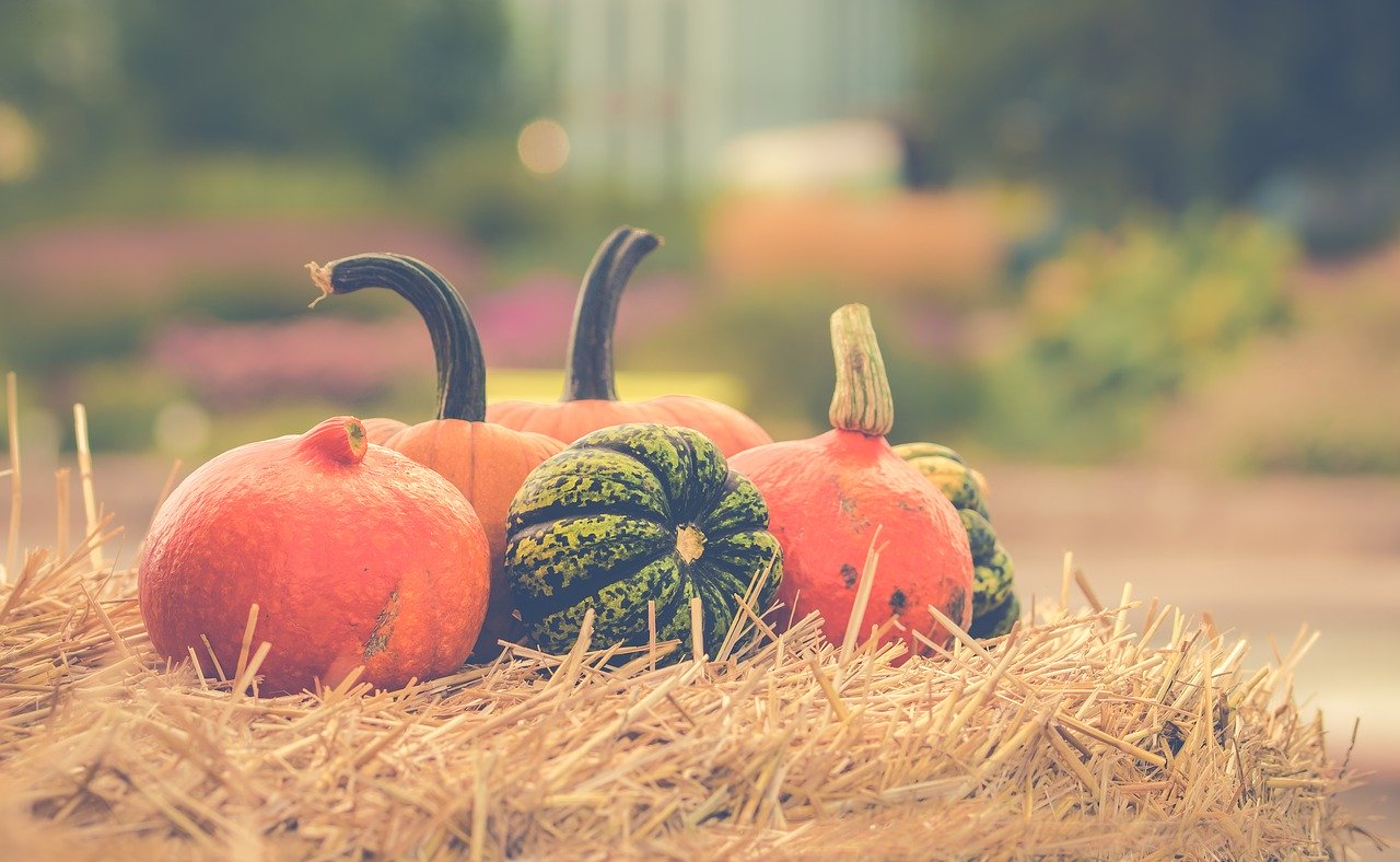 The Big Pumpkin in the 6ix